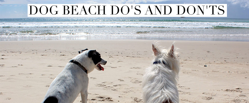 Dog Beach Tips for Owners | Dog People Are Cool